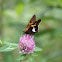 silver spotted skipper