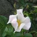 Rosal silvestre - Dog rose