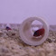 Bluebanded goby