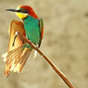 European Bee-eater