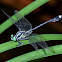 Hainan Clubtail