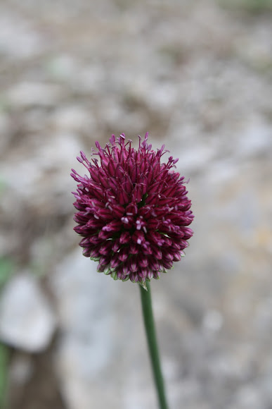 Spotting Image 1