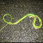 Rough Green Snake (Dead)