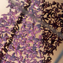 springtails