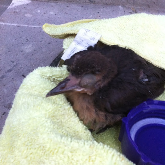 Spotting Image 1