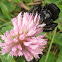 Bumblebee