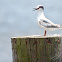 Forster's Tern