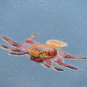 Sally Lightfoot crab