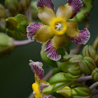 Prestonia , flor y frutos