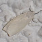 White Tiger Moth