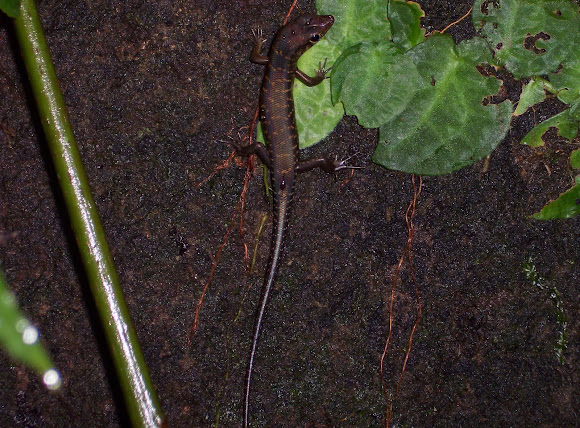 Spotting Image 1