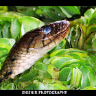 Checkered Keelback