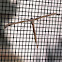 Morning-Glory Plume Moth