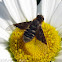 Bee Fly