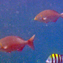 Unknown Fish