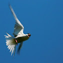 Common Tern