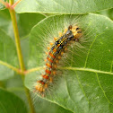 Gypsy Moth Caterpillar / Gusjenica