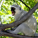 Vervet monkey