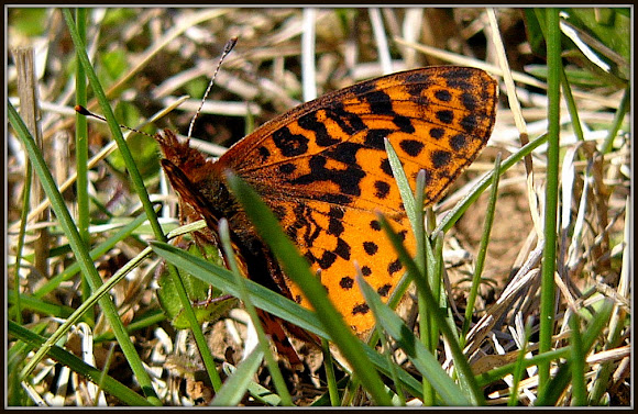 Spotting Image 1