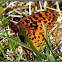 Meadow Fritillary Butterfly