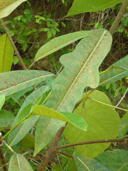 Spotting Image 1