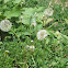 Common Dandelion
