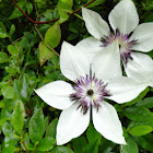 Clematis