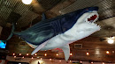Great White Shark at Joe's