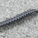 Millipede