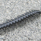 Millipede