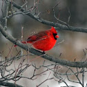 Cardinal