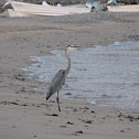Great Blue Heron