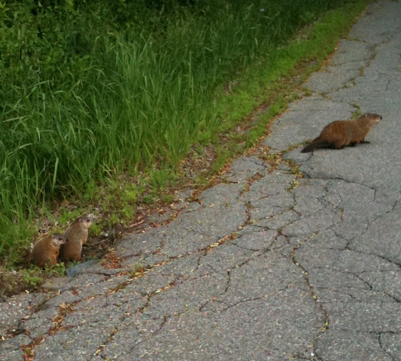 Spotting Image 1