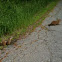 Woodchuck
