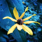 Black eyed Susan