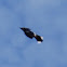 Blue Jay