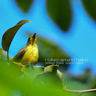 Plain-throated sunbird