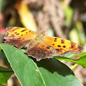 Question Mark Butterfly