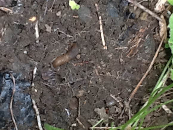 Spotting Image 1