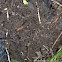 Garden Slug
