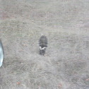 striped skunk