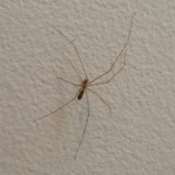 Spotting Image 1