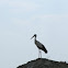 White Stork