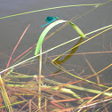 Стрекоза журавль-красавка/Banded Demoiselle