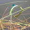 Стрекоза журавль-красавка/Banded Demoiselle
