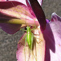 Great Green Bush-Cricket (Grünes Heupferd)