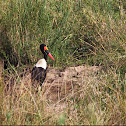 Saddle-billed Stork