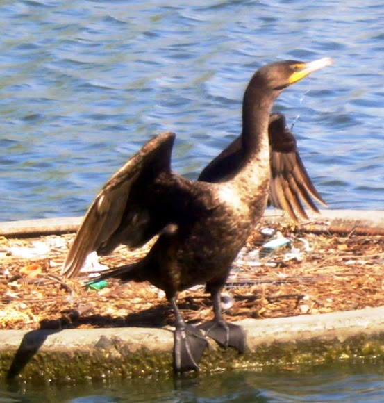 Spotting Image 1
