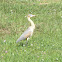 Whistling Heron