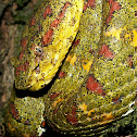 Eyelash Viper